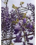 Wisteria floribunda ‘Multijuga‘ в полном цветении на опоре